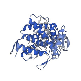 17629_8pe8_N_v1-0
Symmetry expanded D7 local refined map of mitochondrial heat-shock protein 60-like protein from Chaetomium thermophilum