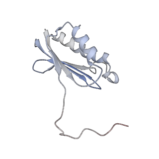 13412_7phb_J_v1-2
70S ribosome with A- and P-site tRNAs in chloramphenicol-treated Mycoplasma pneumoniae cells