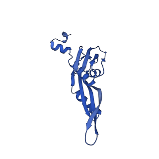 17667_8phj_E_v1-0
cA4-bound Cami1 in complex with 70S ribosome