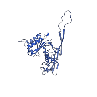 17671_8phq_AL_v1-2
Top cap of the Borrelia bacteriophage BB1 procapsid, fivefold-symmetrized outer shell
