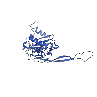 17671_8phq_BU_v1-2
Top cap of the Borrelia bacteriophage BB1 procapsid, fivefold-symmetrized outer shell