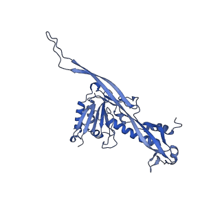 17671_8phq_BV_v1-2
Top cap of the Borrelia bacteriophage BB1 procapsid, fivefold-symmetrized outer shell