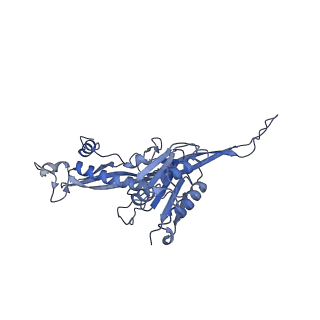17671_8phq_CM_v1-2
Top cap of the Borrelia bacteriophage BB1 procapsid, fivefold-symmetrized outer shell