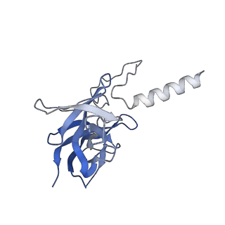 17672_8phr_F_v1-2
Middle part of the Borrelia bacteriophage BB1 procapsid, tenfold-symmetrized outer shell