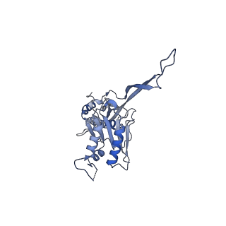 17672_8phr_K_v1-2
Middle part of the Borrelia bacteriophage BB1 procapsid, tenfold-symmetrized outer shell