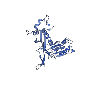 17673_8phs_AT_v1-2
Bottom cap of the Borrelia bacteriophage BB1 procapsid, fivefold-symmetrized outer shell