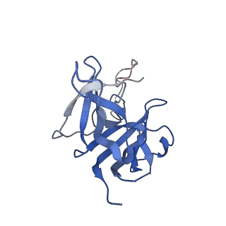 17673_8phs_AX_v1-2
Bottom cap of the Borrelia bacteriophage BB1 procapsid, fivefold-symmetrized outer shell