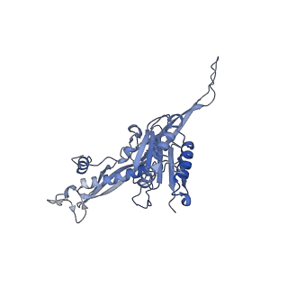 17673_8phs_CM_v1-2
Bottom cap of the Borrelia bacteriophage BB1 procapsid, fivefold-symmetrized outer shell