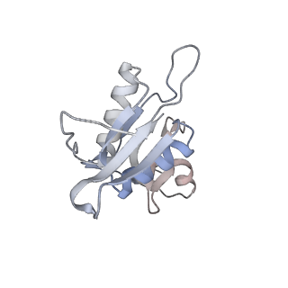 13435_7pib_G_v1-1
70S ribosome with EF-G, A/P- and P/E-site tRNAs in spectinomycin-treated Mycoplasma pneumoniae cells