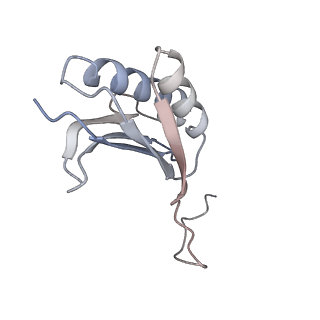 13435_7pib_J_v1-1
70S ribosome with EF-G, A/P- and P/E-site tRNAs in spectinomycin-treated Mycoplasma pneumoniae cells