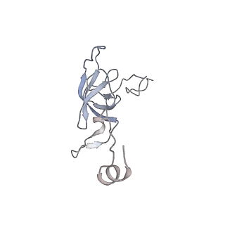 13435_7pib_K_v1-1
70S ribosome with EF-G, A/P- and P/E-site tRNAs in spectinomycin-treated Mycoplasma pneumoniae cells