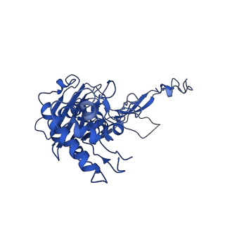 20351_6pij_C_v1-2
Target DNA-bound V. cholerae TniQ-Cascade complex, closed conformation