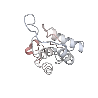 13461_7pjv_I_v1-0
Structure of the 70S-EF-G-GDP-Pi ribosome complex with tRNAs in hybrid state 1 (H1-EF-G-GDP-Pi)