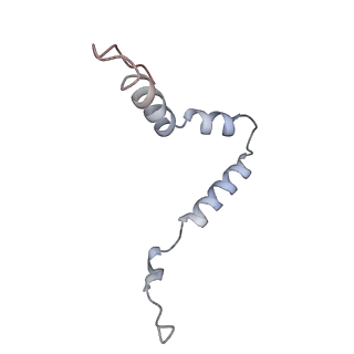 13461_7pjv_u_v1-0
Structure of the 70S-EF-G-GDP-Pi ribosome complex with tRNAs in hybrid state 1 (H1-EF-G-GDP-Pi)