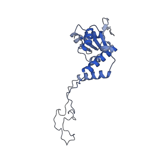 13464_7pjy_E_v1-0
Structure of the 70S-EF-G-GDP ribosome complex with tRNAs in chimeric state 1 (CHI1-EF-G-GDP)