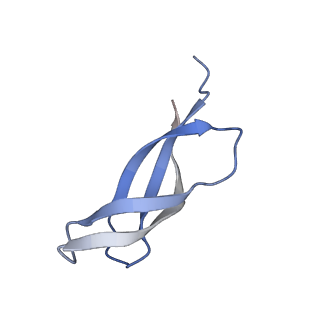 17719_8pk0_1_v1-0
human mitoribosomal large subunit assembly intermediate 1 with GTPBP10-GTPBP7