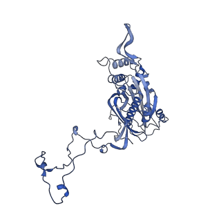 17719_8pk0_5_v1-0
human mitoribosomal large subunit assembly intermediate 1 with GTPBP10-GTPBP7