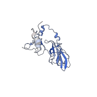 17719_8pk0_D_v1-0
human mitoribosomal large subunit assembly intermediate 1 with GTPBP10-GTPBP7
