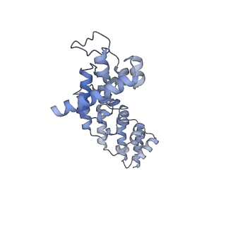 17719_8pk0_y_v1-0
human mitoribosomal large subunit assembly intermediate 1 with GTPBP10-GTPBP7