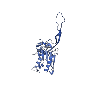 17739_8pkh_AJ_v1-3
Borrelia bacteriophage BB1 procapsid, fivefold-symmetrized outer shell