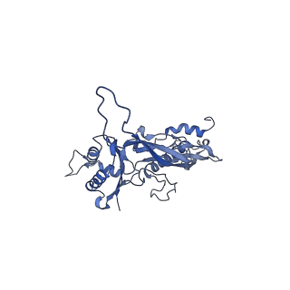17739_8pkh_AN_v1-3
Borrelia bacteriophage BB1 procapsid, fivefold-symmetrized outer shell