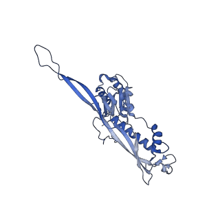 17739_8pkh_BI_v1-3
Borrelia bacteriophage BB1 procapsid, fivefold-symmetrized outer shell