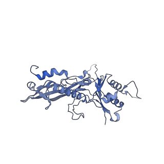 17739_8pkh_BN_v1-3
Borrelia bacteriophage BB1 procapsid, fivefold-symmetrized outer shell