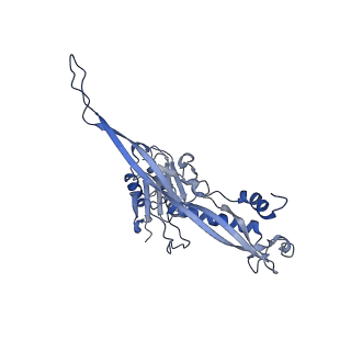 17739_8pkh_BW_v1-3
Borrelia bacteriophage BB1 procapsid, fivefold-symmetrized outer shell
