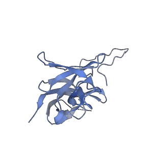 17739_8pkh_DO_v1-3
Borrelia bacteriophage BB1 procapsid, fivefold-symmetrized outer shell