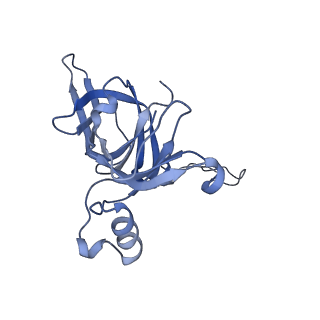 17743_8pkl_c_v1-0
Escherichia coli paused disome complex (leading 70S non-rotated closed PRE state)