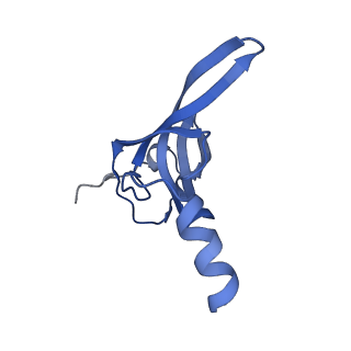 17743_8pkl_s_v1-0
Escherichia coli paused disome complex (leading 70S non-rotated closed PRE state)