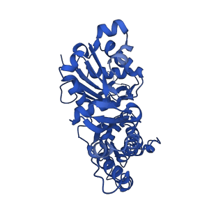 13507_7plz_G_v1-0
Cryo-EM structure of the actomyosin-V complex in the rigor state (central 3er/2er, young JASP-stabilized F-actin)