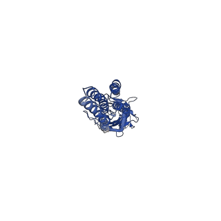 20377_6plv_C_v1-1
CryoEM structure of zebra fish alpha-1 glycine receptor bound with GABA in nanodisc, closed state