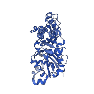 13508_7pm0_C_v1-0
Cryo-EM structure of the actomyosin-V complex in the rigor state (central 1er, young JASP-stabilized F-actin, class 1)