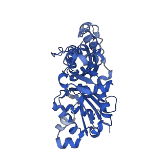 13509_7pm1_C_v1-0
Cryo-EM structure of the actomyosin-V complex in the rigor state (central 1er, young JASP-stabilized F-actin, class 2)