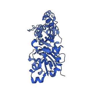 13523_7pm7_C_v1-0
Cryo-EM structure of the actomyosin-V complex in the strong-ADP state (central 1er, class 2)