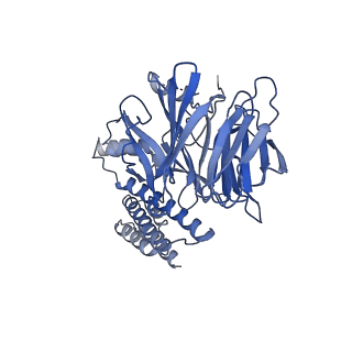 13537_7pmk_F_v1-0
S. cerevisiae replisome-SCF(Dia2) complex bound to double-stranded DNA (conformation I)