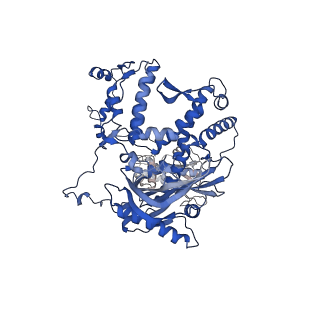 17755_8pm0_A_v1-0
Influenza A/H7N9 polymerase in replicase-like conformation in pre-initiation state with Pol II pS5 CTD peptide mimic bound in site 1A/2A