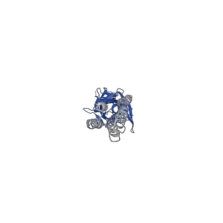 20382_6pm0_B_v1-1
CryoEM structure of zebra fish alpha-1 glycine receptor bound with Taurine in SMA, super-open state