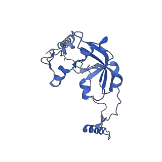 13551_7pnt_0_v1-2
Assembly intermediate of mouse mitochondrial ribosome small subunit without mS37 in complex with RbfA and Tfb1m