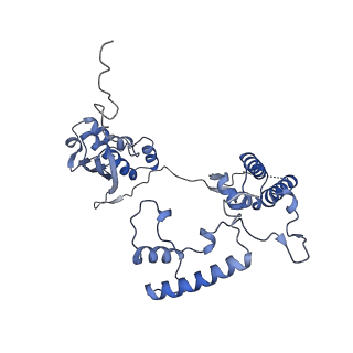 13551_7pnt_G_v1-2
Assembly intermediate of mouse mitochondrial ribosome small subunit without mS37 in complex with RbfA and Tfb1m