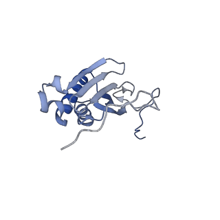 13551_7pnt_I_v1-2
Assembly intermediate of mouse mitochondrial ribosome small subunit without mS37 in complex with RbfA and Tfb1m