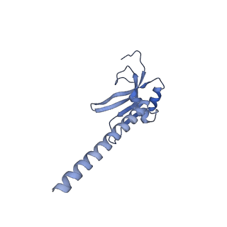 13551_7pnt_M_v1-2
Assembly intermediate of mouse mitochondrial ribosome small subunit without mS37 in complex with RbfA and Tfb1m