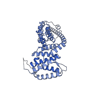 13551_7pnt_V_v1-2
Assembly intermediate of mouse mitochondrial ribosome small subunit without mS37 in complex with RbfA and Tfb1m