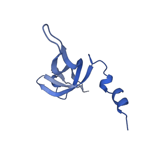 13551_7pnt_W_v1-2
Assembly intermediate of mouse mitochondrial ribosome small subunit without mS37 in complex with RbfA and Tfb1m