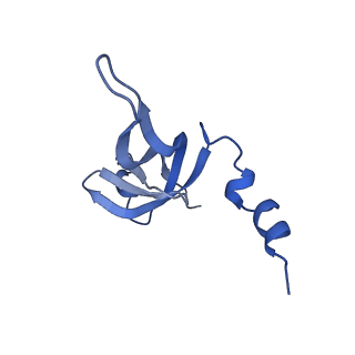 13551_7pnt_W_v2-1
Assembly intermediate of mouse mitochondrial ribosome small subunit without mS37 in complex with RbfA and Tfb1m