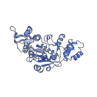13551_7pnt_X_v1-2
Assembly intermediate of mouse mitochondrial ribosome small subunit without mS37 in complex with RbfA and Tfb1m
