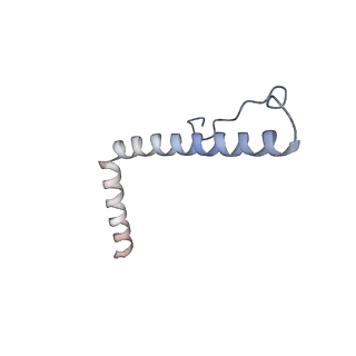 13552_7pnu_3_v1-2
Assembly intermediate of mouse mitochondrial ribosome small subunit without mS37 in complex with RbfA inward conformation