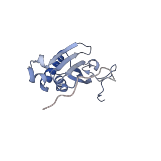 13552_7pnu_I_v1-2
Assembly intermediate of mouse mitochondrial ribosome small subunit without mS37 in complex with RbfA inward conformation