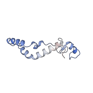 13552_7pnu_K_v1-2
Assembly intermediate of mouse mitochondrial ribosome small subunit without mS37 in complex with RbfA inward conformation
